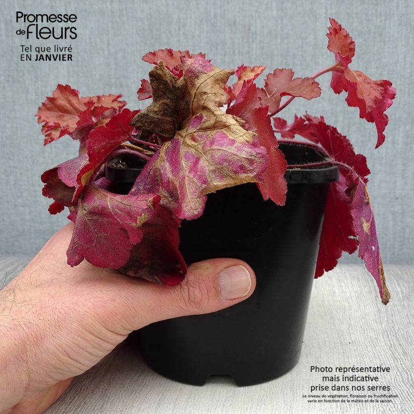 Amostra de Heuchere - Heuchera Forever Red Vaso de 1,5 L/2 L tal como entregue no inverno