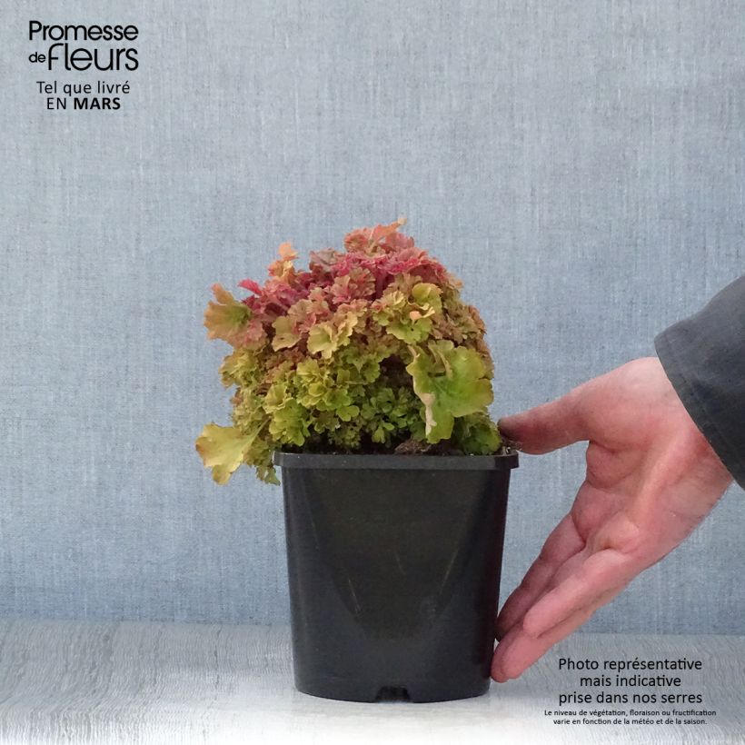 Amostra de Heuchera Frilly Vaso de 1,5 L/2 L tal como entregue na primavera