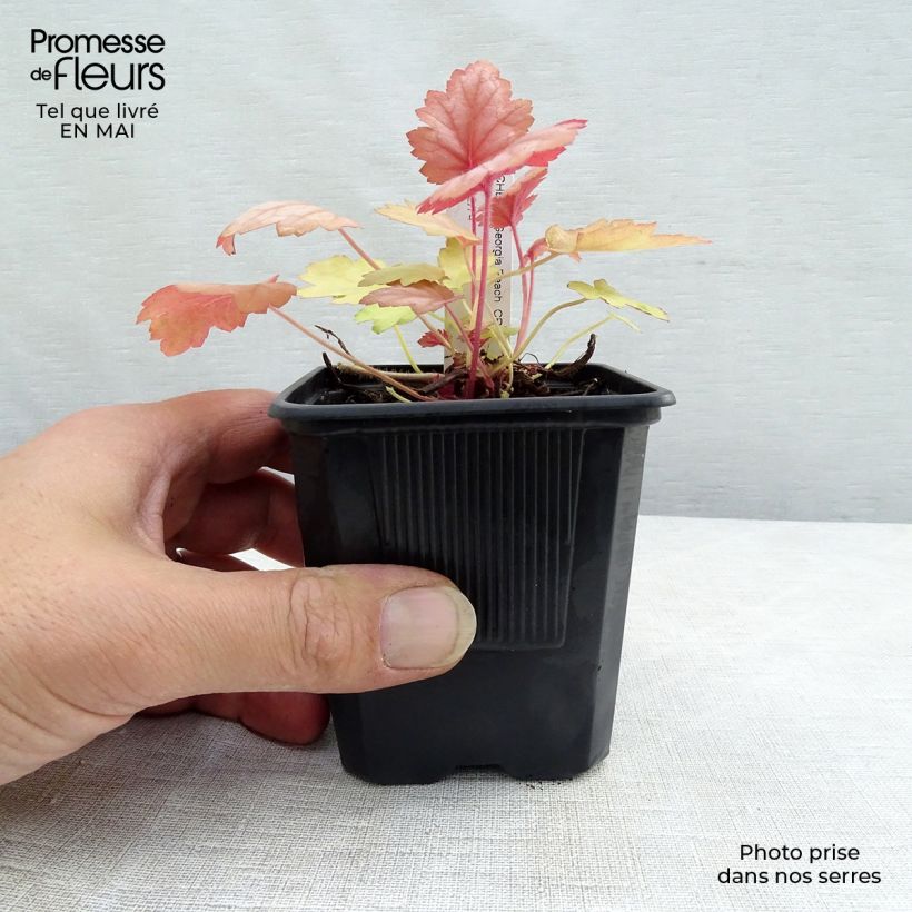 Amostra de Heuchera Georgia Peach Vaso de 8/9 cm tal como entregue na primavera