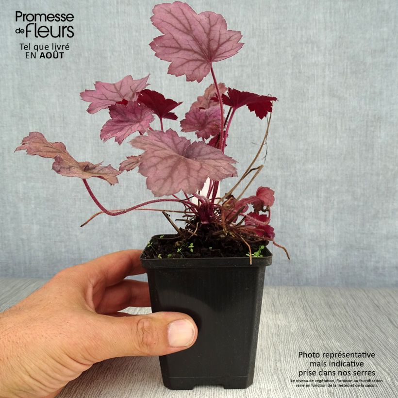 Amostra de Heuchera Georgia Plum Vaso de 8/9 cm tal como entregue no verão
