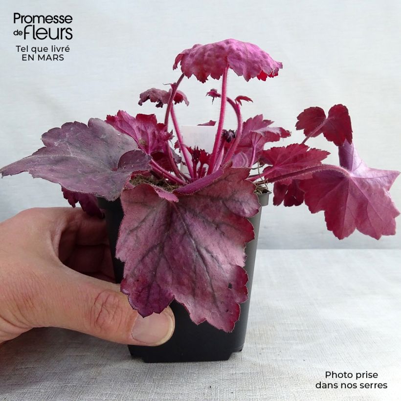 Amostra de Heuchera Georgia Plum Vaso de 8/9 cm tal como entregue na primavera
