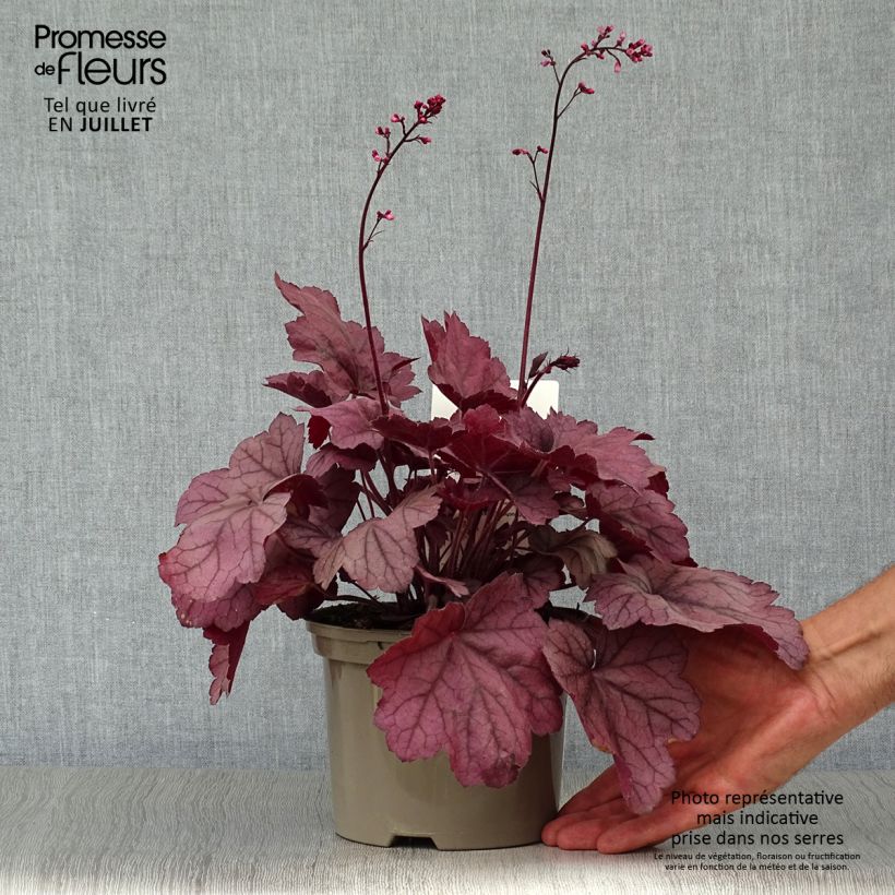 Amostra de Heuchera Georgia Plum Vaso de 2 L/3 L tal como entregue no verão