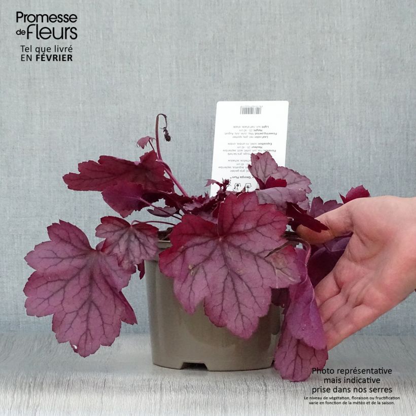 Amostra de Heuchera Georgia Plum Vaso de 2 L/3 L tal como entregue no inverno