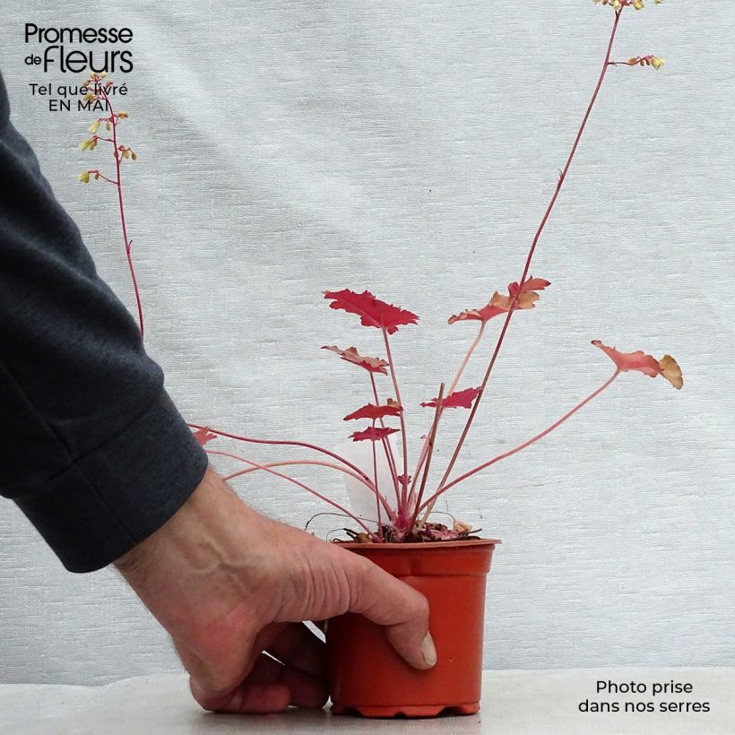 Amostra de Heuchera Ginger Ale Vaso de 8/9 cm tal como entregue na primavera