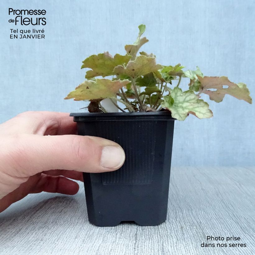 Amostra de Heuchère - Heuchera Ginger Ale Vaso de 8/9 cm tal como entregue no inverno