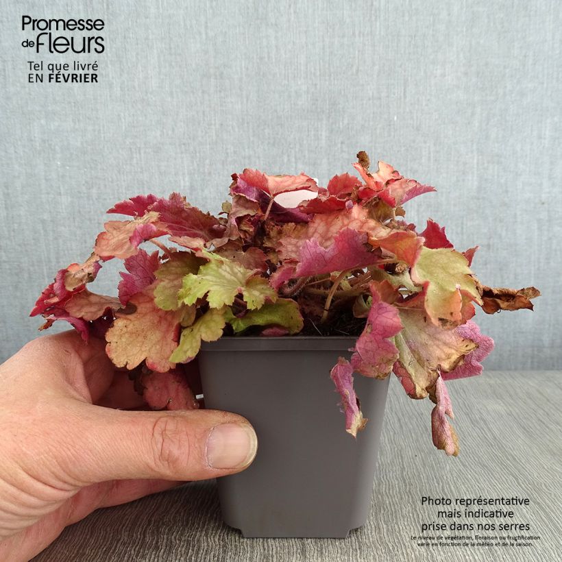 Amostra de Heuchera Ginger Peach Vaso de 8/9 cm tal como entregue no inverno
