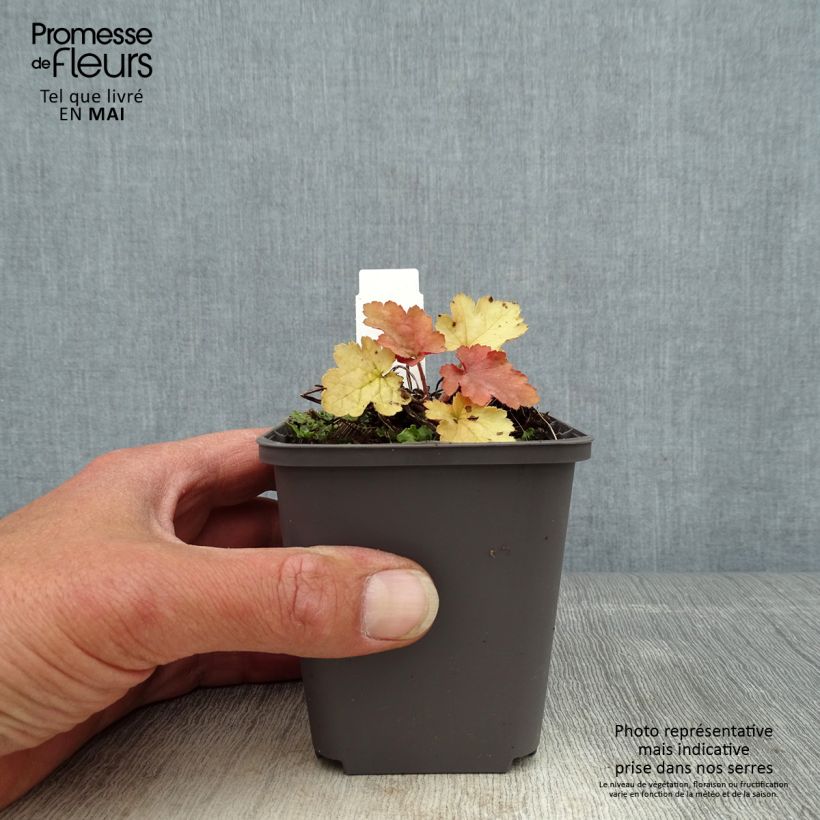 Amostra de Heuchera Ginger Peach Vaso de 8/9 cm tal como entregue na primavera