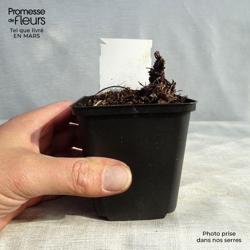 Amostra de Heuchera Green Ivory Vaso de 8/9 cm tal como entregue na primavera