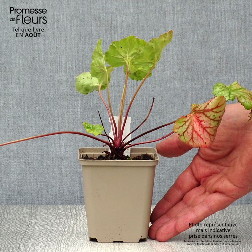 Amostra de Heuchera Green Spice Vaso de 8/9 cm tal como entregue no verão