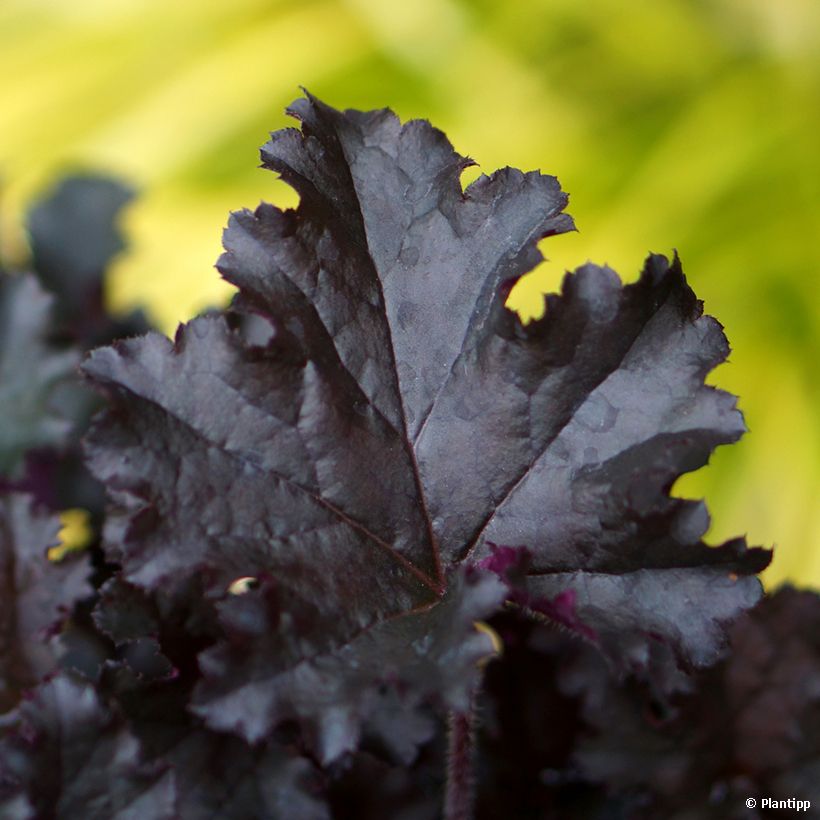 Heuchera Dark Secret (Folhagem)