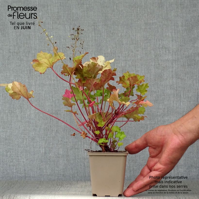 Amostra de Heuchera Lime Marmalade Vaso de 8/9 cm tal como entregue no verão