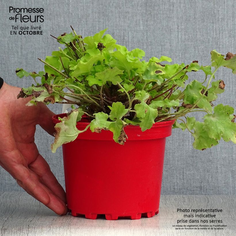 Amostra de Heuchera Lime Marmalade Vaso de 2 L/3 L tal como entregue no outono