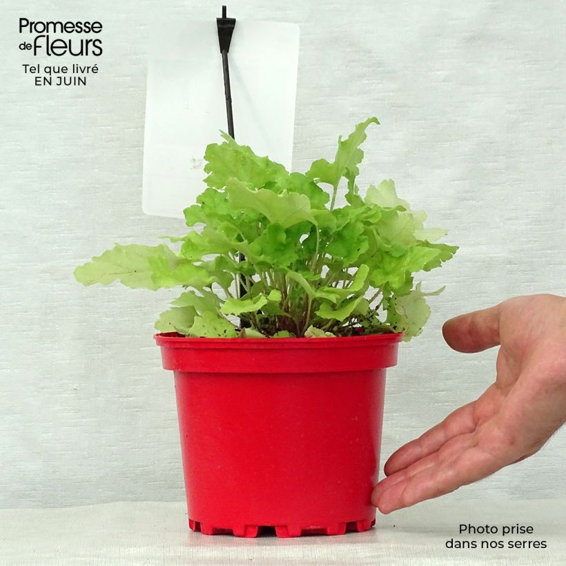 Amostra de Heuchera Lime Marmalade Vaso de 2 L/3 L tal como entregue no verão