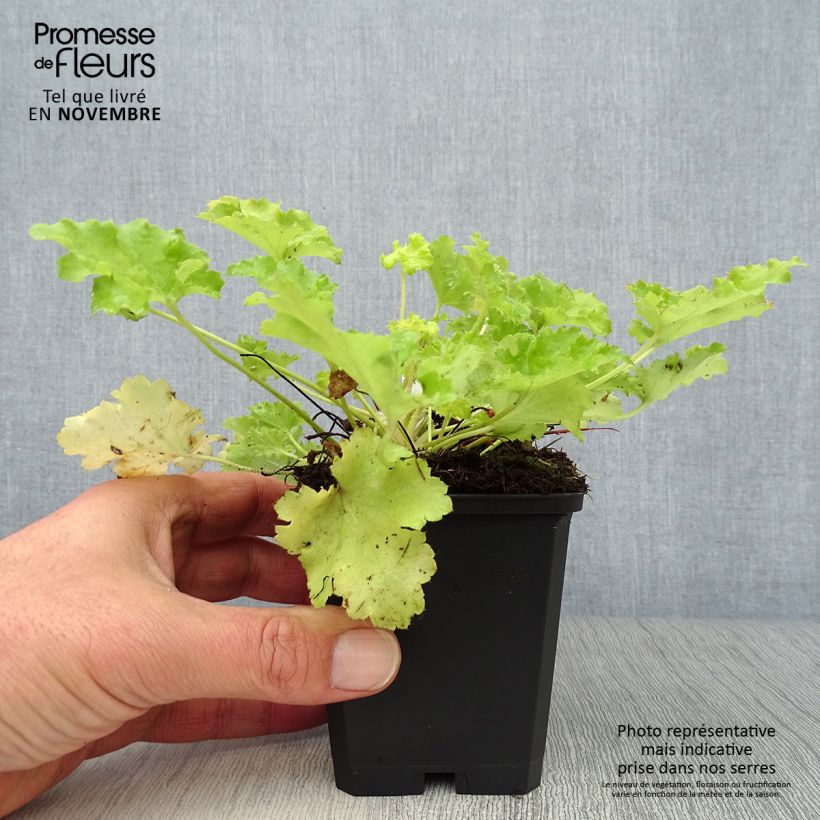 Amostra de Heuchera Lime Rickey Vaso de 8/9 cm tal como entregue no outono