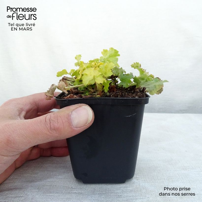 Amostra de Heuchera Lime Rickey Vaso de 8/9 cm tal como entregue na primavera