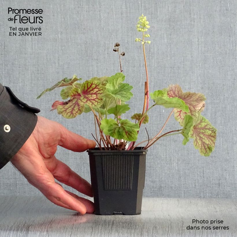 Amostra de Heuchera Little Cutie Blondie in Lime Vaso de 8/9 cm tal como entregue no inverno