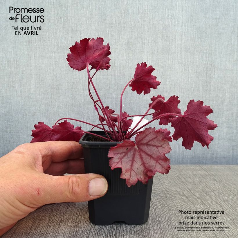 Amostra de Heuchera Little Cuties Sugar Berry - Sino-de-coral Vaso de 8/9 cm tal como entregue na primavera