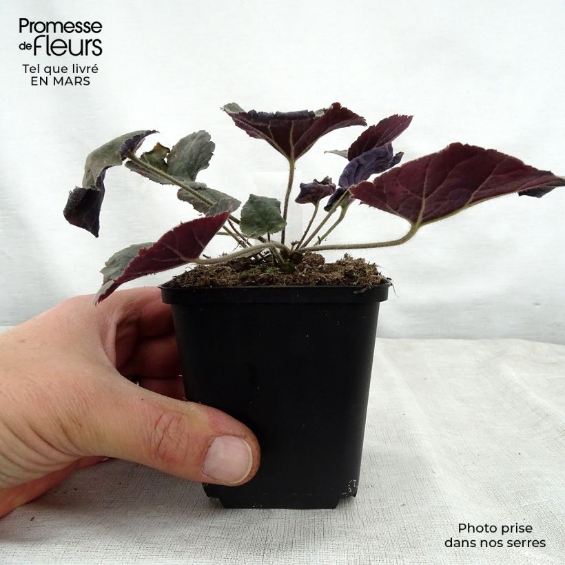 Amostra de Heuchera villosa Magnum Vaso de 8/9 cm tal como entregue na primavera