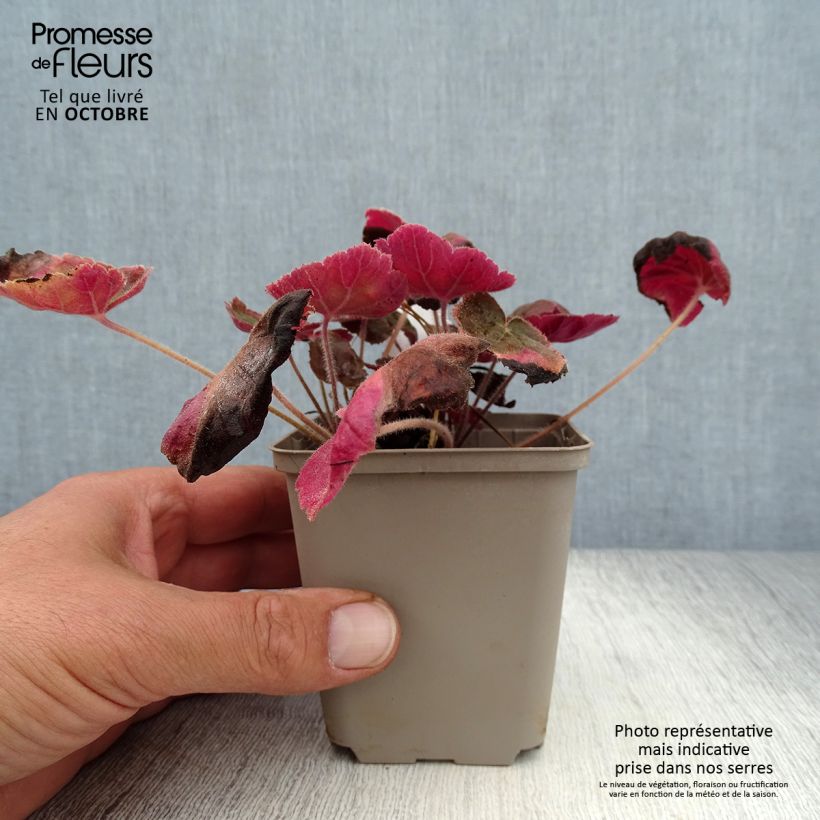Amostra de Heuchera villosa Magnum Vaso de 8/9 cm tal como entregue no outono