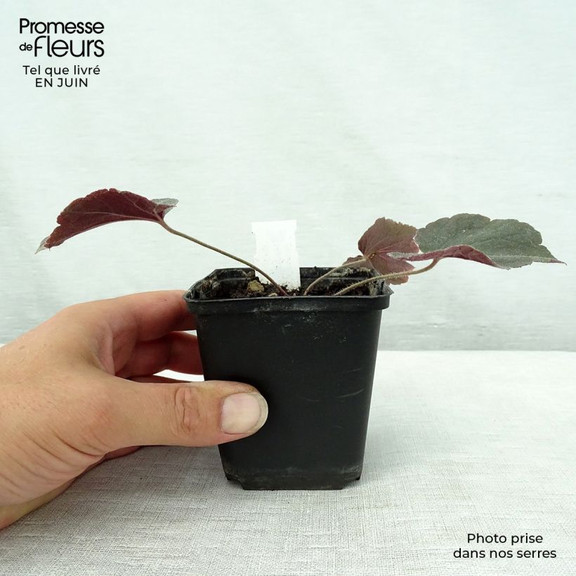 Amostra de Heuchera villosa Magnum Vaso de 8/9 cm tal como entregue no verão