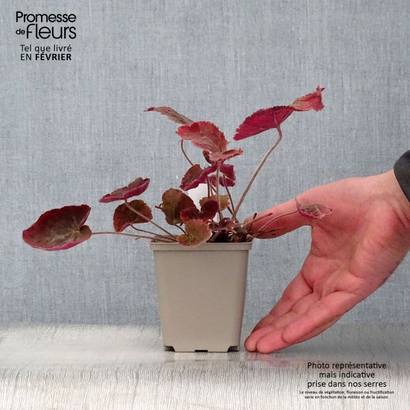 Amostra de Heuchère - Heuchera Magnum Vaso de 8/9 cm tal como entregue no inverno