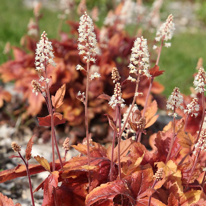 Heuchera Marmelade (Floração)