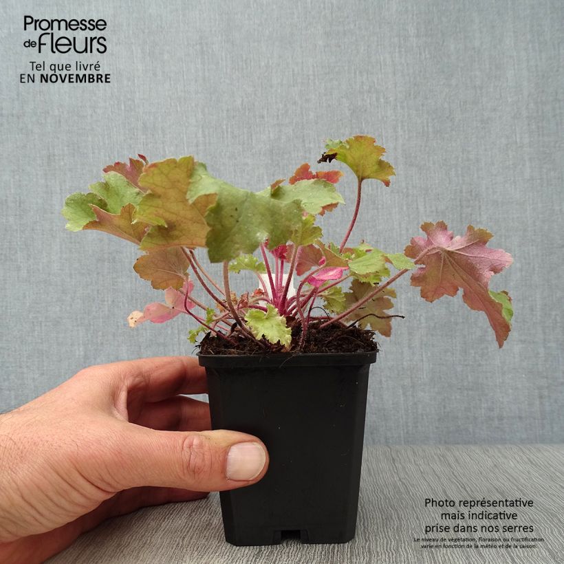 Amostra de Heuchera Marmelade Vaso de 8/9 cm tal como entregue no outono