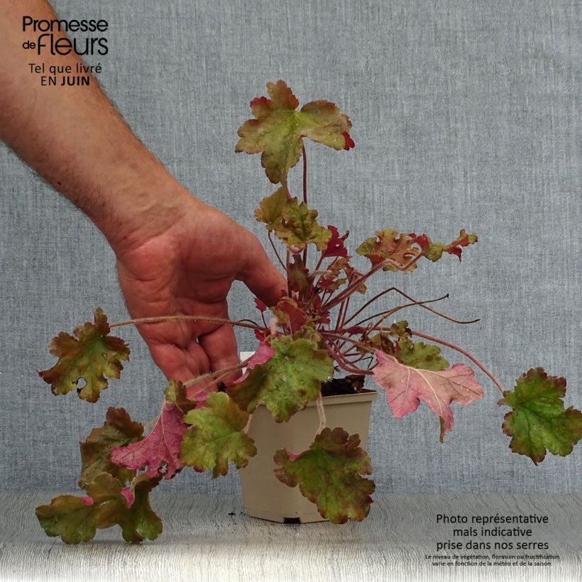 Amostra de Heuchera Marmelade Vaso de 8/9 cm tal como entregue no verão