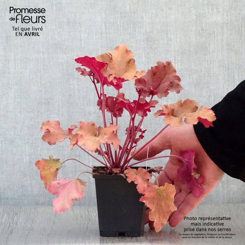 Amostra de Heuchera Marmelade Vaso de 8/9 cm tal como entregue na primavera