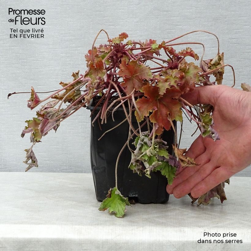 Amostra de Heuchère - Heuchera Marmelade Vaso de 2 L/3 L tal como entregue no inverno