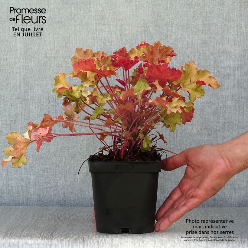 Amostra de Heuchera Marmelade Vaso de 2 L/3 L tal como entregue no verão