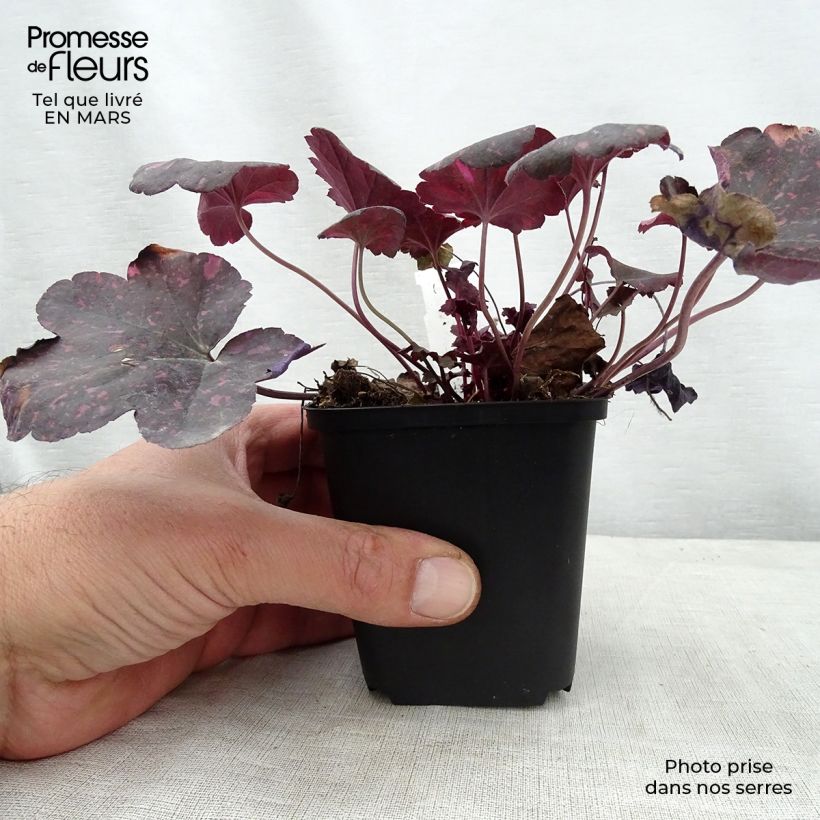 Amostra de Heuchera Midnight Rose Vaso de 8/9 cm tal como entregue na primavera