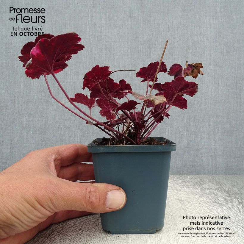 Amostra de Heuchera Midnight Rose - Sino-de-coral Vaso de 8/9 cm tal como entregue no outono