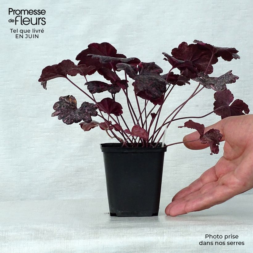 Amostra de Heuchera Midnight Rose Vaso de 8/9 cm tal como entregue no verão