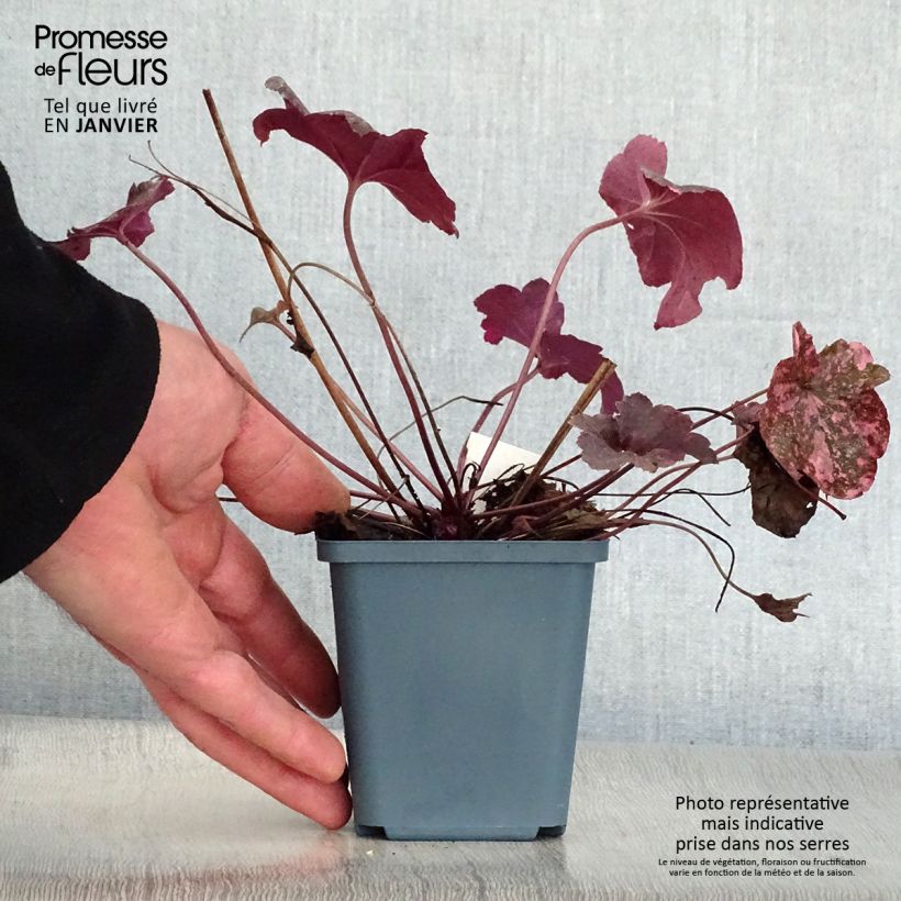 Amostra de Heuchera Midnight Rose Vaso de 8/9 cm tal como entregue no inverno