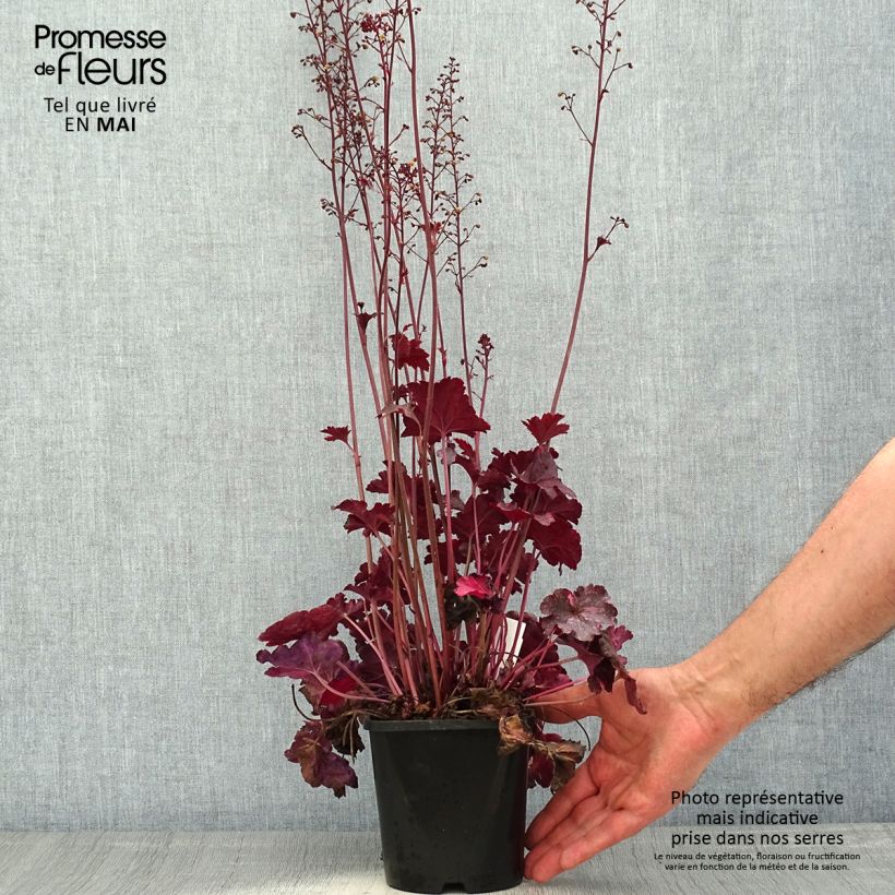 Amostra de Heuchera Midnight Rose Vaso de 1,5 L/2 L tal como entregue na primavera
