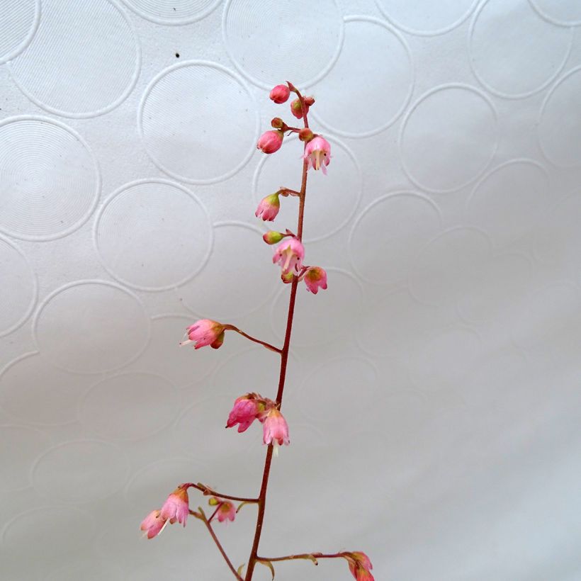 Heuchera Miracle (Floração)