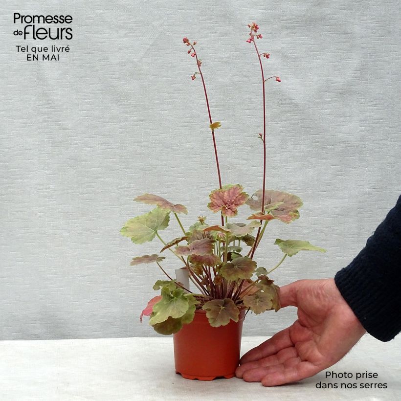 Amostra de Heuchera Miracle Vaso de 8/9 cm tal como entregue na primavera