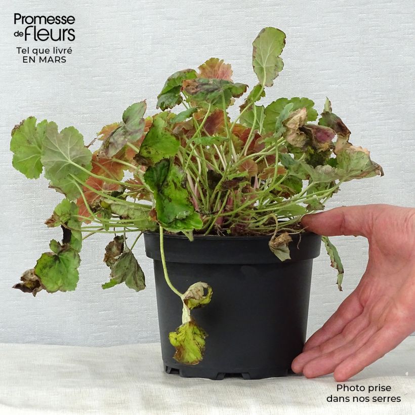 Amostra de Heuchera Miracle Vaso de 2 L/3 L tal como entregue na primavera