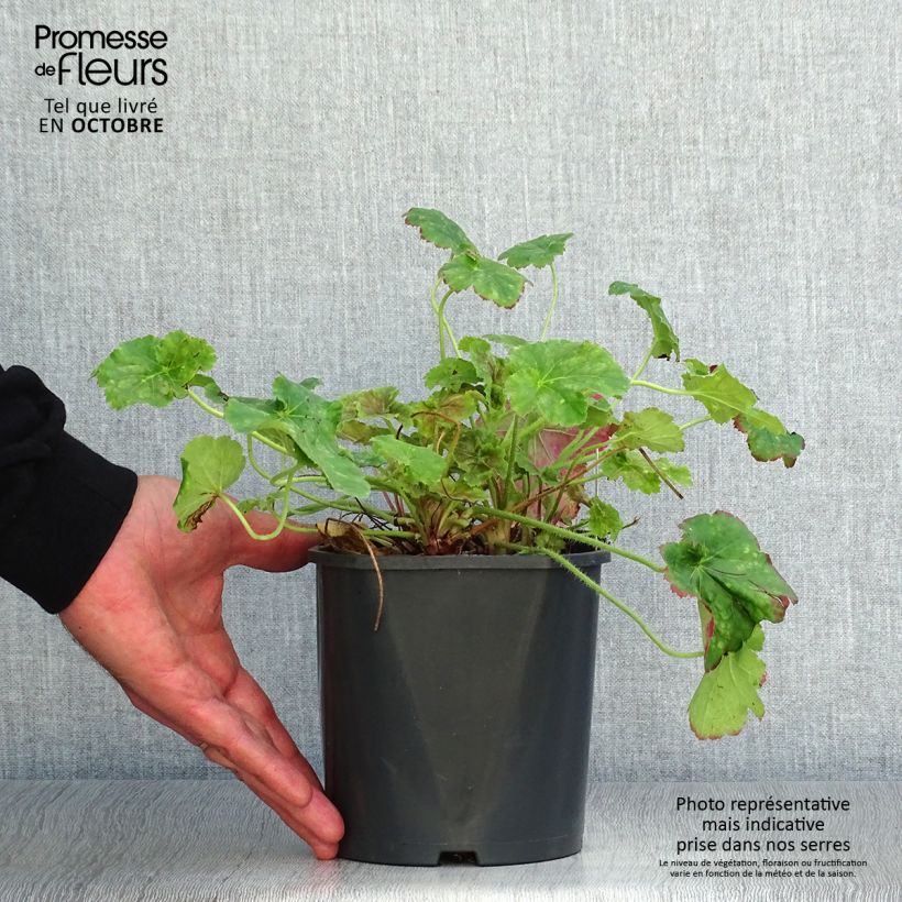 Amostra de Heuchera Miracle Vaso de 2 L/3 L tal como entregue no outono