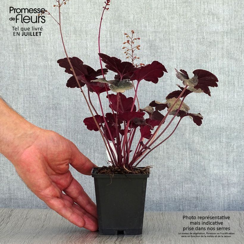 Amostra de Heuchera Obsidian Vaso de 8/9 cm tal como entregue no verão