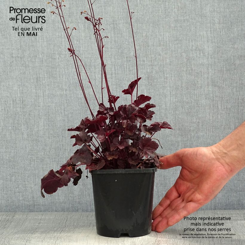 Amostra de Heuchera Obsidian Vaso de 1,5 L/2 L tal como entregue na primavera