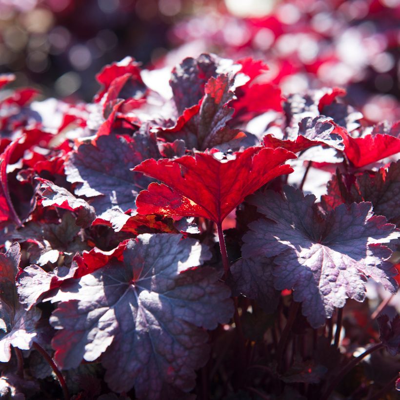 Heuchera Obsidian (Folhagem)
