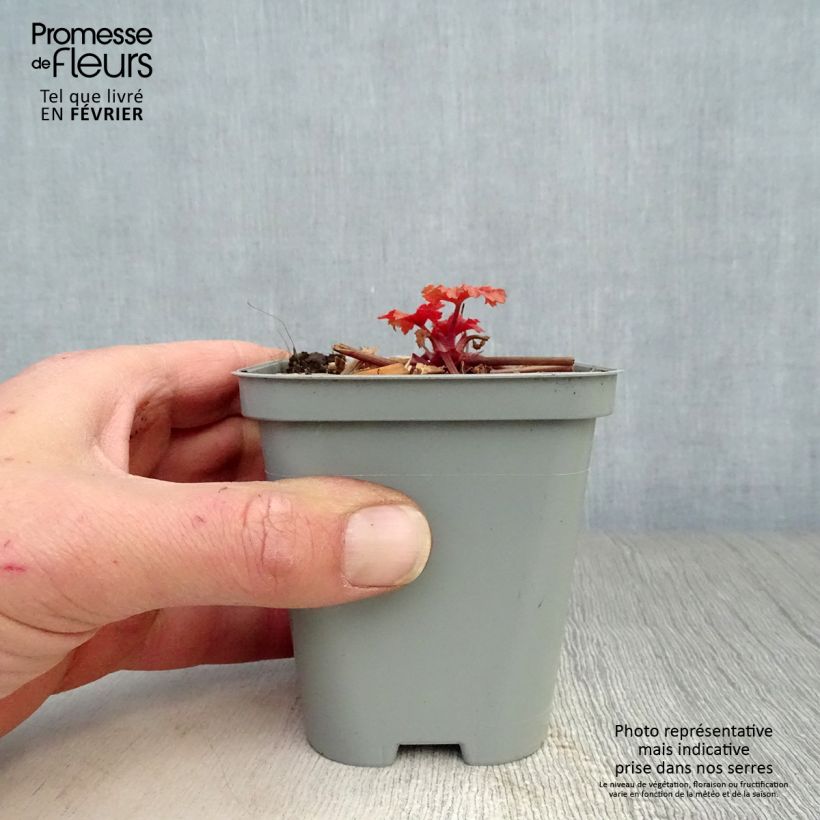 Amostra de Heuchère - Heuchera Paprika Vaso de 8/9 cm tal como entregue no inverno