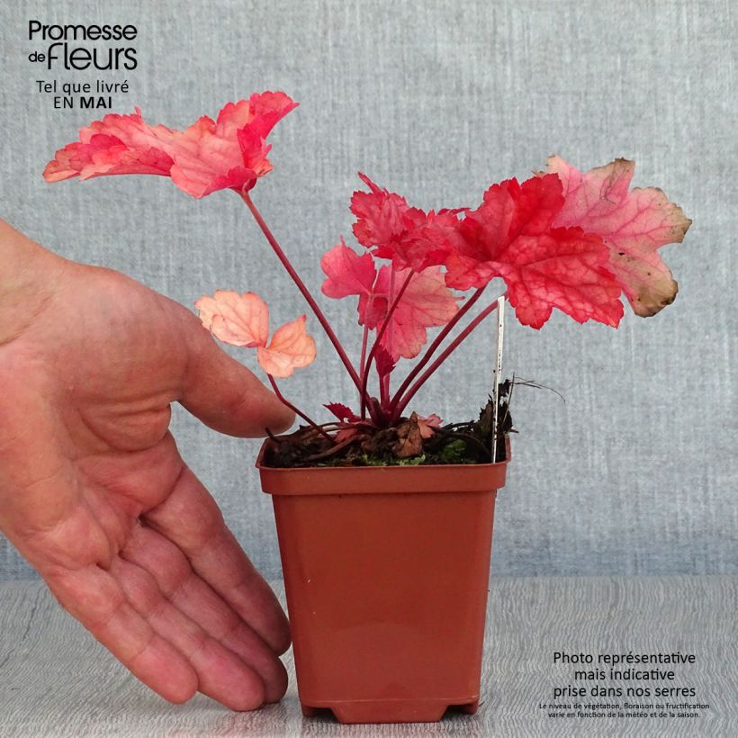 Amostra de Heuchera Paprika Vaso de 8/9 cm tal como entregue na primavera