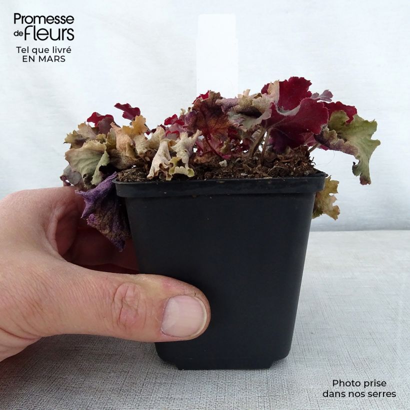 Amostra de Heuchera Peach Crisp Vaso de 8/9 cm tal como entregue na primavera