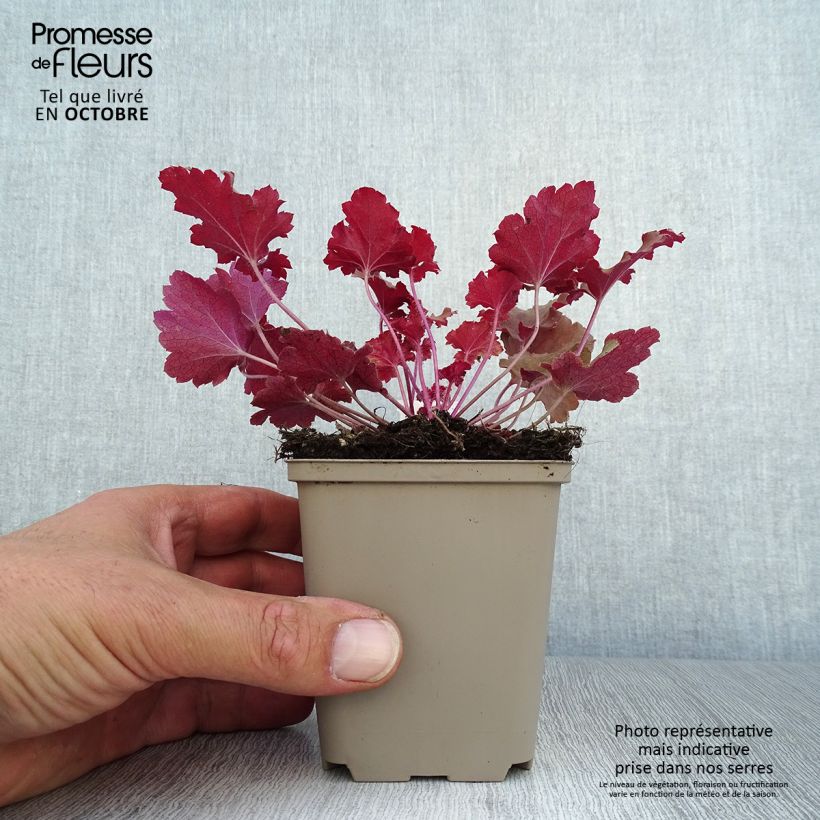 Amostra de Heuchera Peach Crisp Vaso de 8/9 cm tal como entregue no outono