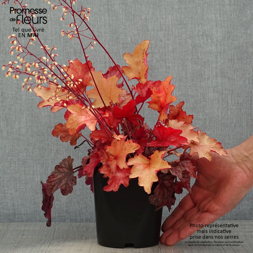 Amostra de Heuchera Peach Flambé Vaso de 1,5 L/2 L tal como entregue na primavera