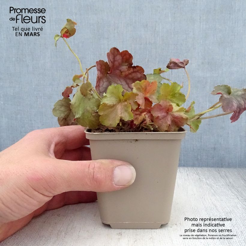 Amostra de Heuchera Pinot Gris Vaso de 8/9 cm tal como entregue na primavera