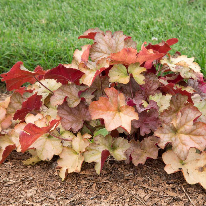 Heuchera Pinot Gris (Hábito)